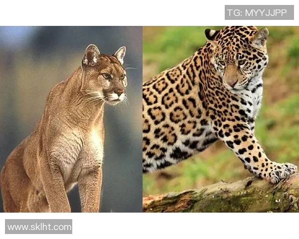 来昂与美洲狮的实力对决谁将赢得这场动物王国的巅峰之战