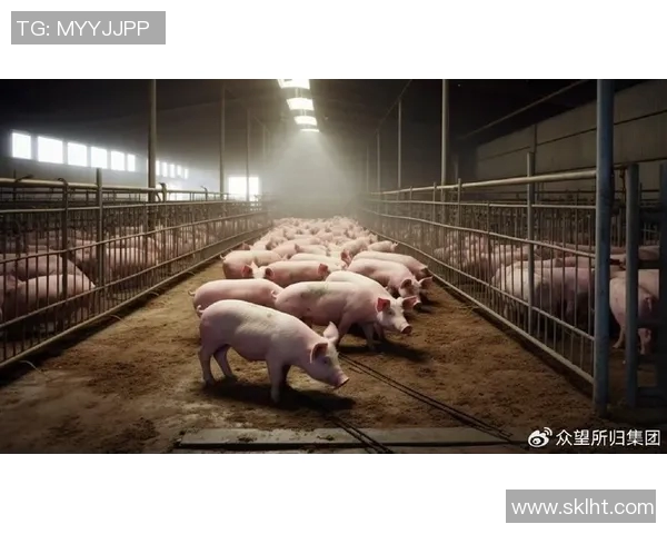 王伟独家分享网球心得与技巧助你提升球技的全面指南